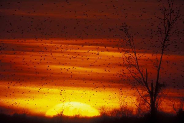 Missouri Blackbirds silhouetted at sunset